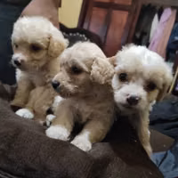 Foto de perfil de Mascota feliz Perros
