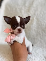 Foto de perfil de Mascotas Maylon