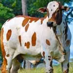 Agropecuaria MisterFinca