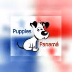 Puppies Panamá
