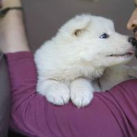 SAMOYEDOS NICARAGUA