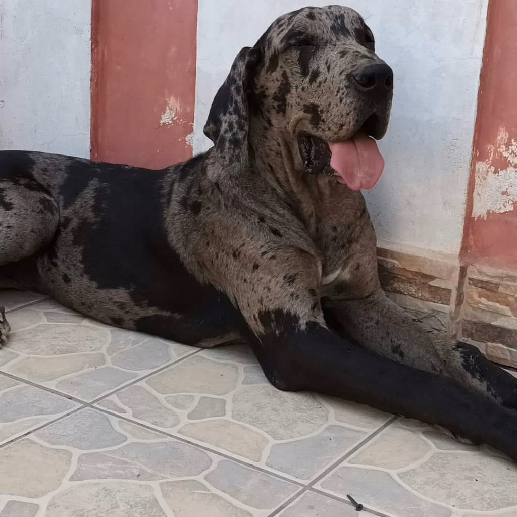 userid_13573716 Animal