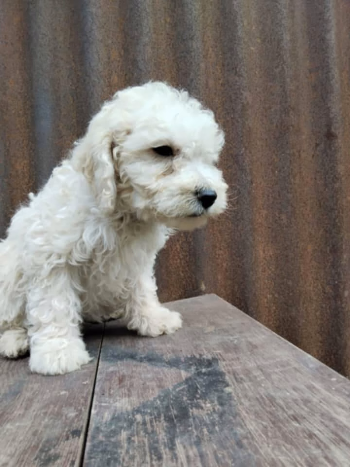 Mascotas Ramírez