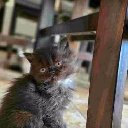 Tu Mascota Gatos persas