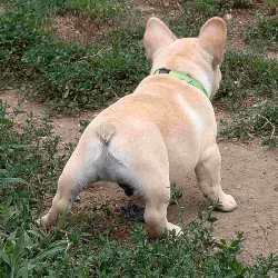 Mundo Canino