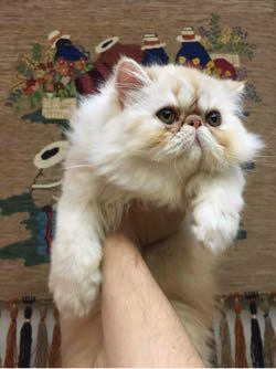 Gatos Persas Guatemala