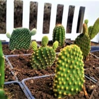 Suculentas y cactus Recuerditos y Artesanías Mixco